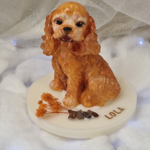 Cocker spaniel