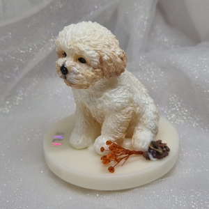 Caniche / Maltipoo